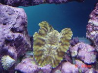 pinched mantle  1.jpg