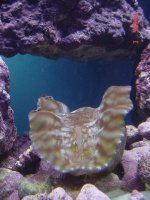 pinched mantle 2.jpg