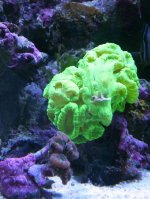 Caulastrea 3 days from drop.jpg