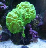 Caulastrea 1 day from drop.jpg