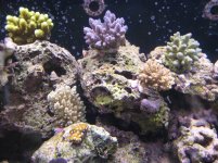 coral.JPG