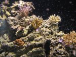 coral2.jpg