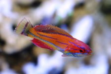 resizedwrasse.JPG