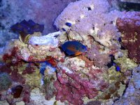 april08reef2.jpg