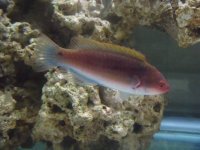 wrasse2.JPG