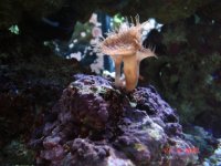 Fish Tank 003.jpg