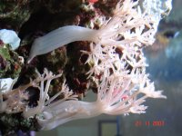 Fish Tank 002.jpg