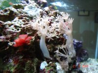 Fish Tank 001.jpg