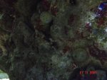 Fish Tank 006.jpg