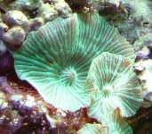 Greenmushroom2.JPG