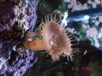 Fish Tank 004.jpg
