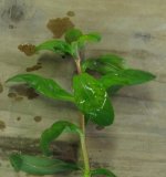 plant2.jpg