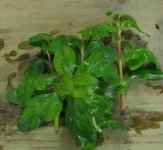 plant1.jpg