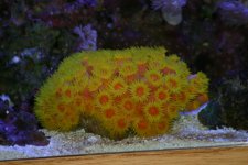 suncoral.jpg