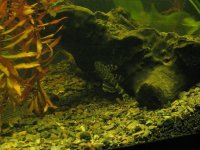 clownpleco4a.JPG
