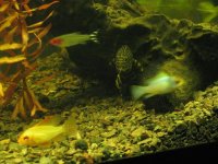 clownpleco5a.JPG