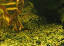 clownpleco6a.JPG