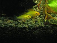 goldramspawn8a.JPG