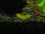 goldramspawn4a.JPG