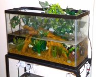 archerfish_habitat.jpg