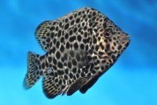 name this fish.jpg