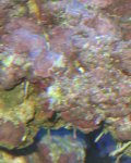 white spikes under rock or top of rock C.JPG