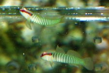 Gobiosoma multifasciatum-limestripegoby.JPG