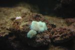 nother shroom1.jpg