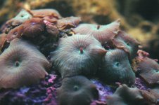 macroshroom1.jpg