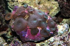 Shrooms1.jpg