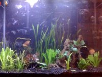 37Gallon.JPG