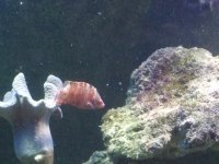 red wrasse.JPG