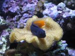 IMG_0474a.JPG