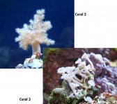 Coral 23.JPG