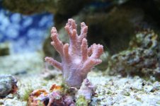 Coral 1.JPG