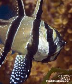 DSC_9293_psedsmall.jpg