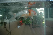 springpond2008 006.jpg