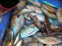 parrotfish.jpg