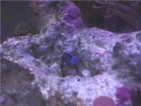 poorshroom2.jpg