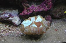 auzzie donut coral.jpg