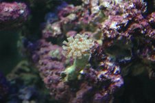 hammer coral.jpg