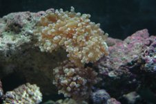 frogspawn.jpg
