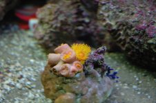 sun coral.jpg