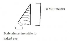 snail.jpg