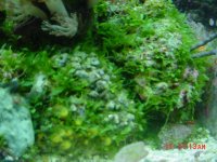 DSC00702-1.JPG