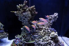 anthias_shoal.jpg