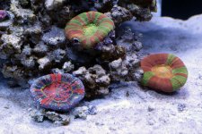 scolymiagroup2.jpg