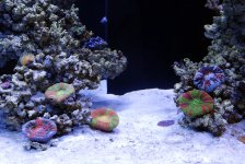 scolymiagroup.jpg