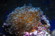 IMG_1439_lzn.jpg