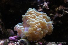 IMG_1443_lzn.jpg